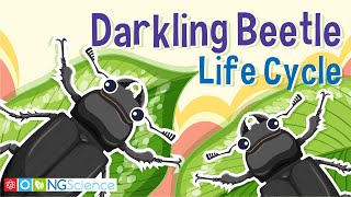 Darkling Beetle Mealworm Life Cycle [upl. by Odette680]