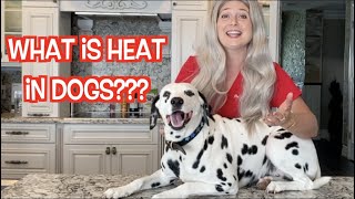 Canine Heat Cycle  The dog Period [upl. by Ellen]