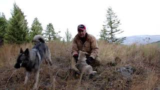 Training Tips Norwegian Elkhound Pups  Osa and Koda [upl. by Atwood]