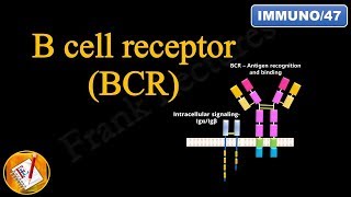 B cell Receptor BCR FLImmuno47 [upl. by Senoj]