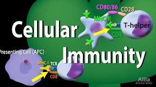 Cellular Immunity  Adaptive Immunity part 1 Animation [upl. by Blayze616]