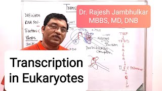 4 Transcription in Eukaryotes New [upl. by Yelsehc]