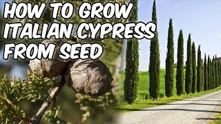 How To Grow Italian Cypress From SeedMediterranean CypressPencil Pine [upl. by Nered]