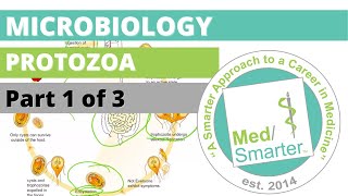 Protozoa  Microbiology  USMLE STEP 1  Part 1 of 3 [upl. by Aiyram]