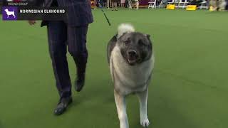 Norwegian Elkhounds  Breed Judging 2020 [upl. by Alistair]