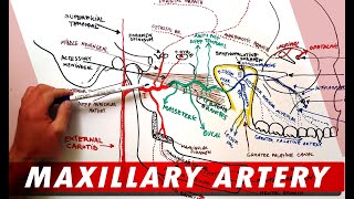 MAXILLARY ARTERY and its Branches  Anatomy Tutorial [upl. by Holtorf]