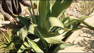 Gardening Tip Agave Snout Weevils and Insecticide [upl. by Alial]