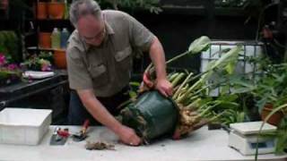 Harvesting Galangal Ginger grown in 12inch Autopot [upl. by Lodie]