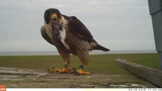 Peregrine falcon brings shorebird prey to nest box [upl. by Edla873]