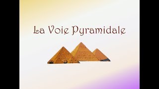 Neurofacile 1  La Voie Pyramidale [upl. by Livesay827]