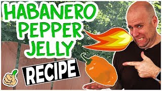 How to Make Habanero Pepper Jelly Recipe No Glove Edition [upl. by Soraya752]