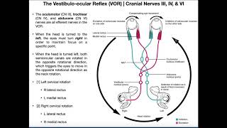 Cranial Nerve 6 palsy [upl. by Llekcir]