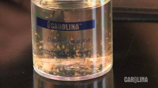 How to Care for Daphnia [upl. by Davine]