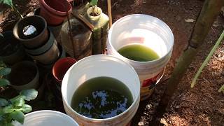 How to grow Green Water Algae [upl. by Leseil]