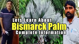 How to grow Bismarck Palm  Bismarckia nobilis palm tree  Bismarck Palm Expert Opinion [upl. by Harli]