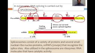 DNA Transcription and Translation [upl. by Ailina]