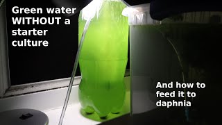 Green Water WITHOUT a Starter Culture  From Scratch  How To [upl. by Ariahaj293]