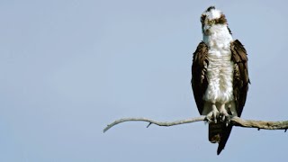 Peregrine Falcon Attempts to Steal Prey from Osprey [upl. by Card]