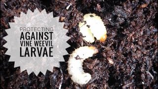 Protecting against vine weevil larvae [upl. by Ries311]