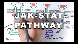 JAKSTAT Signalling Pathway [upl. by Imrots]