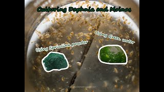 How To Culture Daphnia and Moinas using Green Water Spirulina powder [upl. by Ahtram]