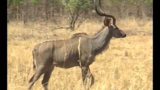 African wildlife The Kudu [upl. by Dielu7]