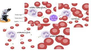 Techniques danalyses biomédicales version longue [upl. by Dymphia282]