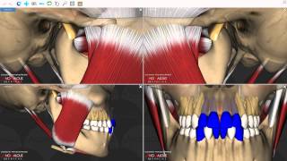 Mandibular Movements [upl. by Nabalas]