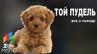 Той пудель  Все о породе собаки  Собака породы той пудель [upl. by Sim]