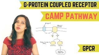 cAMP PATHWAY  GPROTEIN COUPLED RECEPTOR GPCR [upl. by Ardnasella709]