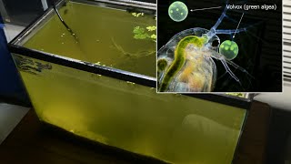 Raising Daphnia for the Freshwater Aquarium [upl. by Rorke31]