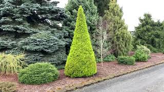 Cupressus macrocarpa Donard Gold Golden Monterey Cypress April 2 2020 [upl. by Ray]