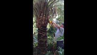 How to Trim a Pindo Palm [upl. by Apple929]