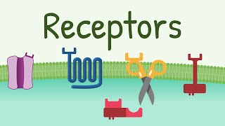 Receptors Types amp Functions [upl. by Lindo]