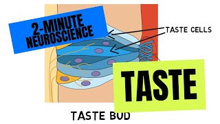 2Minute Neuroscience Taste [upl. by Akirdna529]