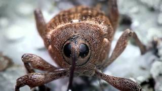 Acorn Weevil recorded with the Hirox Microscope  BBC Nature [upl. by Adohr]