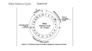 Reproduction5Estrous cycles of dogs cats horses [upl. by Hcir]