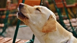 LABRADOR BARKING  LABRADOR HOWLING AND BARKING COMPILATION 2016 [upl. by Roel888]