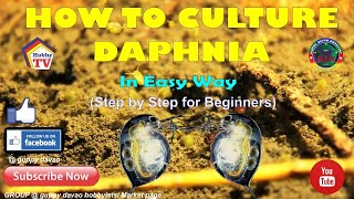 HOW TO CULTURE DAPHNIA In Easy Way [upl. by Leffert393]