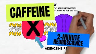 2Minute Neuroscience Caffeine [upl. by Melvin]