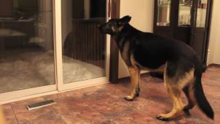 German Shepherd barking [upl. by Zednanref]