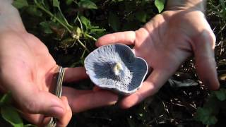 Edible Blue Mushroom Lactarius Indigo [upl. by Llenwad]