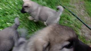 Norwegian Elkhound Puppies at 7 Weeks Playing [upl. by Saxen430]