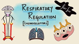 Respiratory Regulation  Part 2  Chemoreceptors  Chemical Regulation  Respiratory Physiology [upl. by Rosamond445]